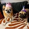 lilly_and_luna